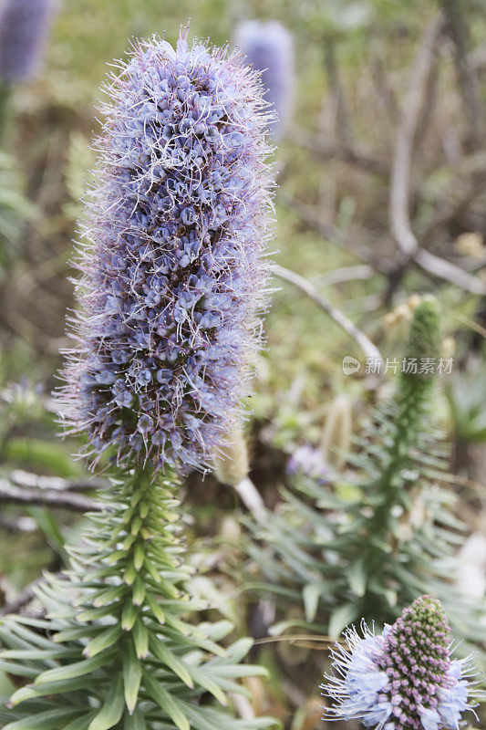 马德拉的骄傲(Echium nervosum)